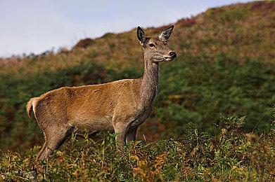 《铁尾传奇》扩展“高杉森林”上线 免费更新